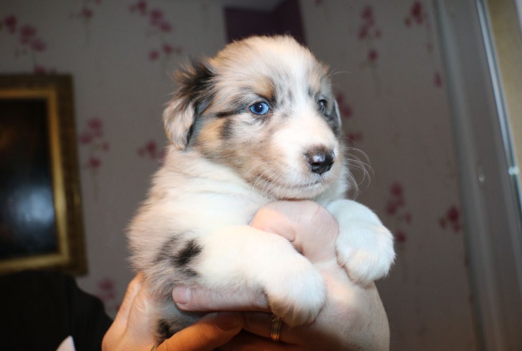 Du Château De Francogney - Chiot disponible  - Shetland Sheepdog