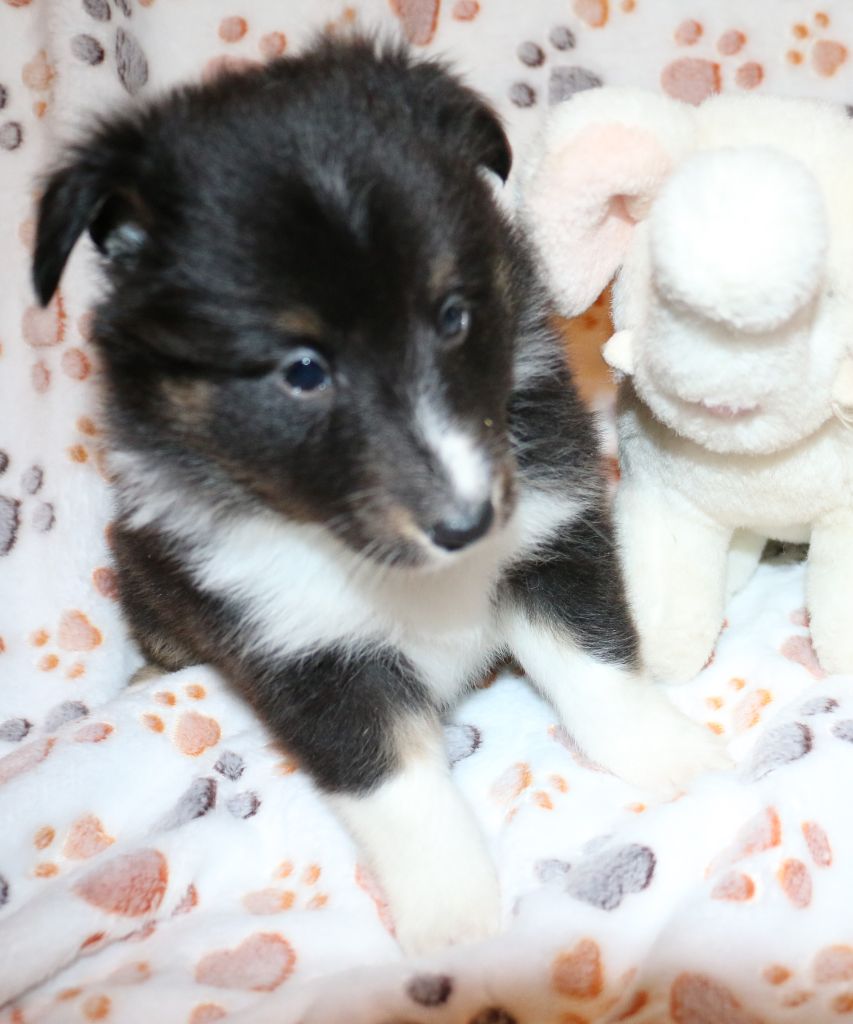 Du Château De Francogney - Chiot disponible  - Shetland Sheepdog