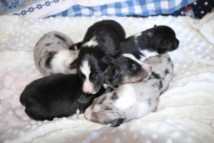 Du Château De Francogney - Shetland Sheepdog - Portée née le 15/11/2024